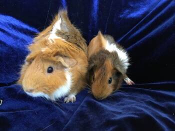 Rescue Guinea Pig Guinea Pigs for Adoption in San Diego, California - Pumpkin Cream ( Bonded To Pumpy) | PetCurious